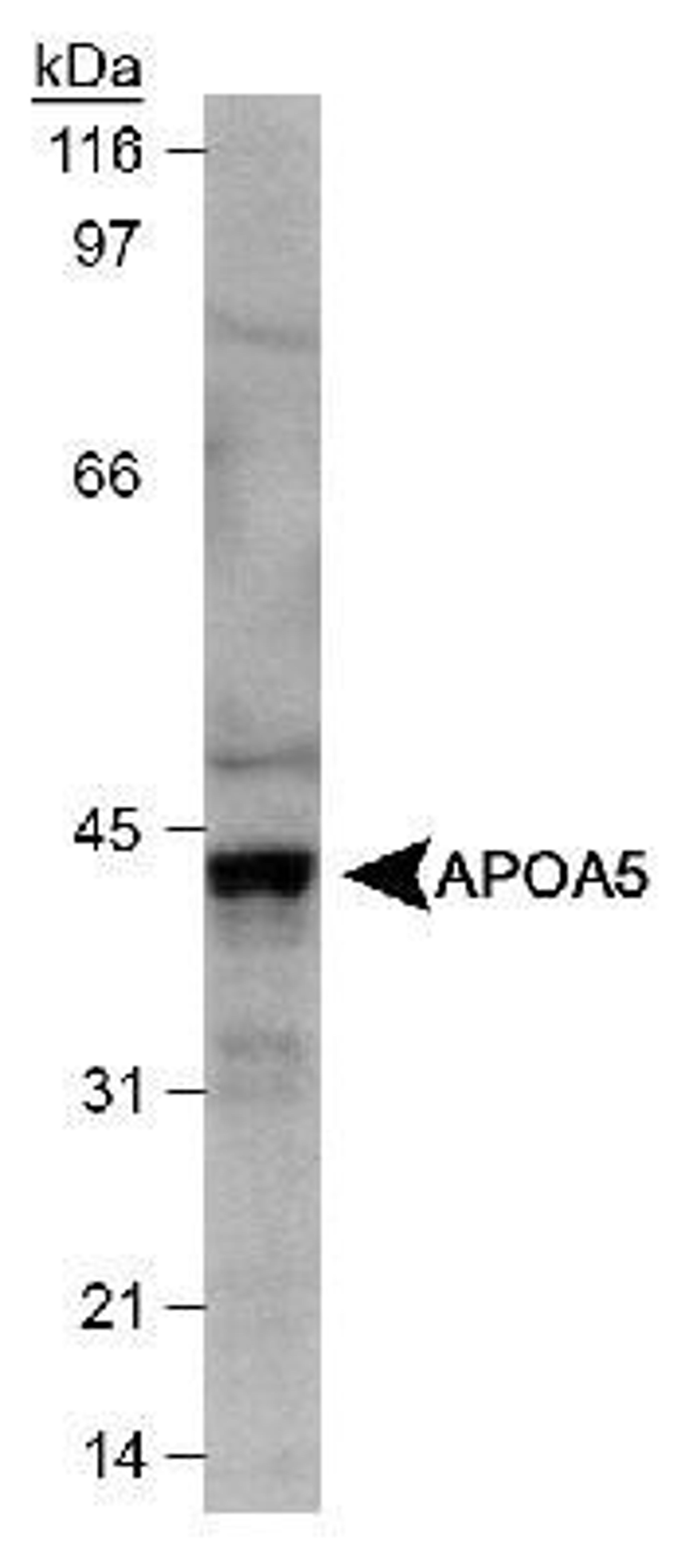 Western Blot: Apolipoprotein A5 Antibody (1G5G9) [NB400-139] - Detection of Apo A5 in HepG2 cell lysate with NB400-139.