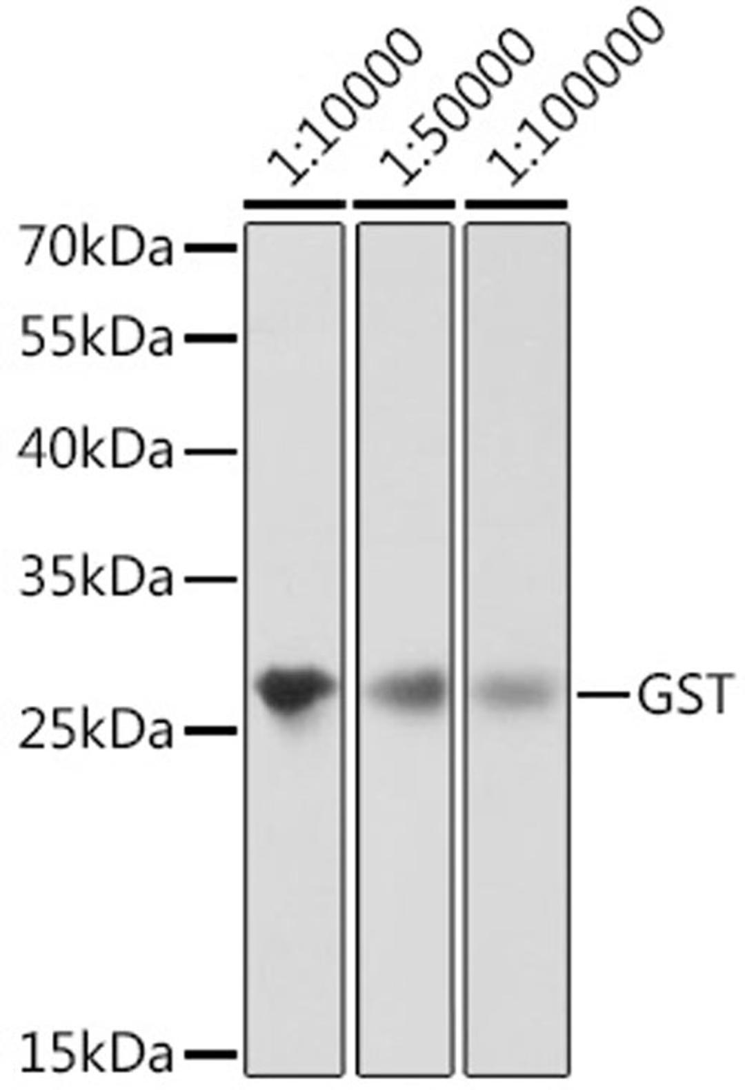 Western blot - GST-Tag antibody (AE001)