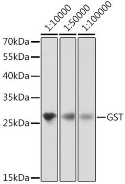 Western blot - GST-Tag antibody (AE001)