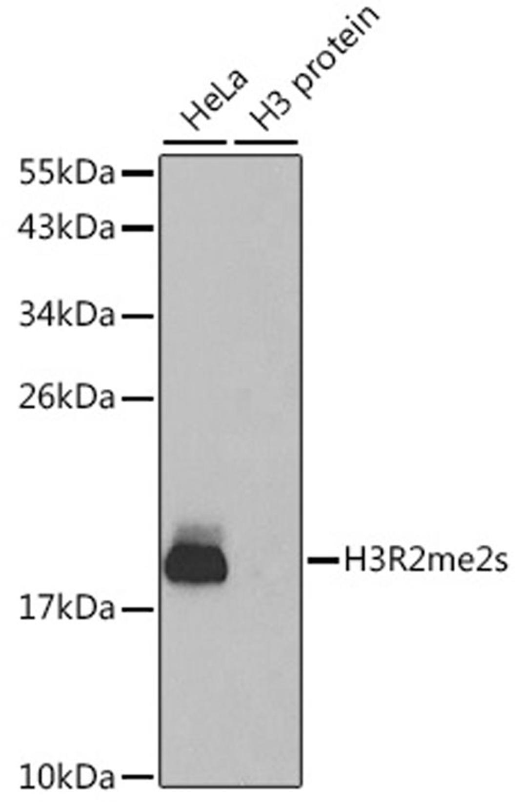 Western blot - Symmetric DiMethyl-Histone H3-R2 antibody (A2373)