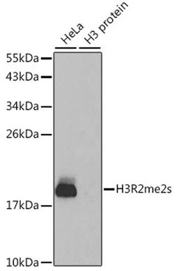 Western blot - Symmetric DiMethyl-Histone H3-R2 antibody (A2373)