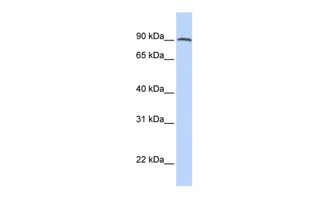 Antibody used in WB on Human Placenta at 0.2-1 ug/ml.