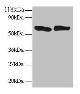 Western blot. All lanes: TNF antibody at 2µg/ml. Lane 1: 293T whole cell lysate. Lane 2: EC109 whole cell lysate. Secondary. Goat polyclonal to rabbit IgG at 1/15000 dilution. Predicted band size: 26 kDa. Observed band size: 60 kDa
