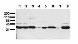 Western blot analysis of Scramblase 1 antibody in whole cell lysates