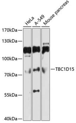 Western blot - TBC1D15 antibody (A10593)