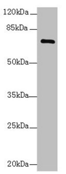 Western blot. All lanes: COLGALT2 antibody at 0.5µg/ml + NIH/3T3 whole cell lysate. Secondary. Goat polyclonal to rabbit IgG at 1/10000 dilution. Predicted band size: 73 kDa. Observed band size: 73 kDa