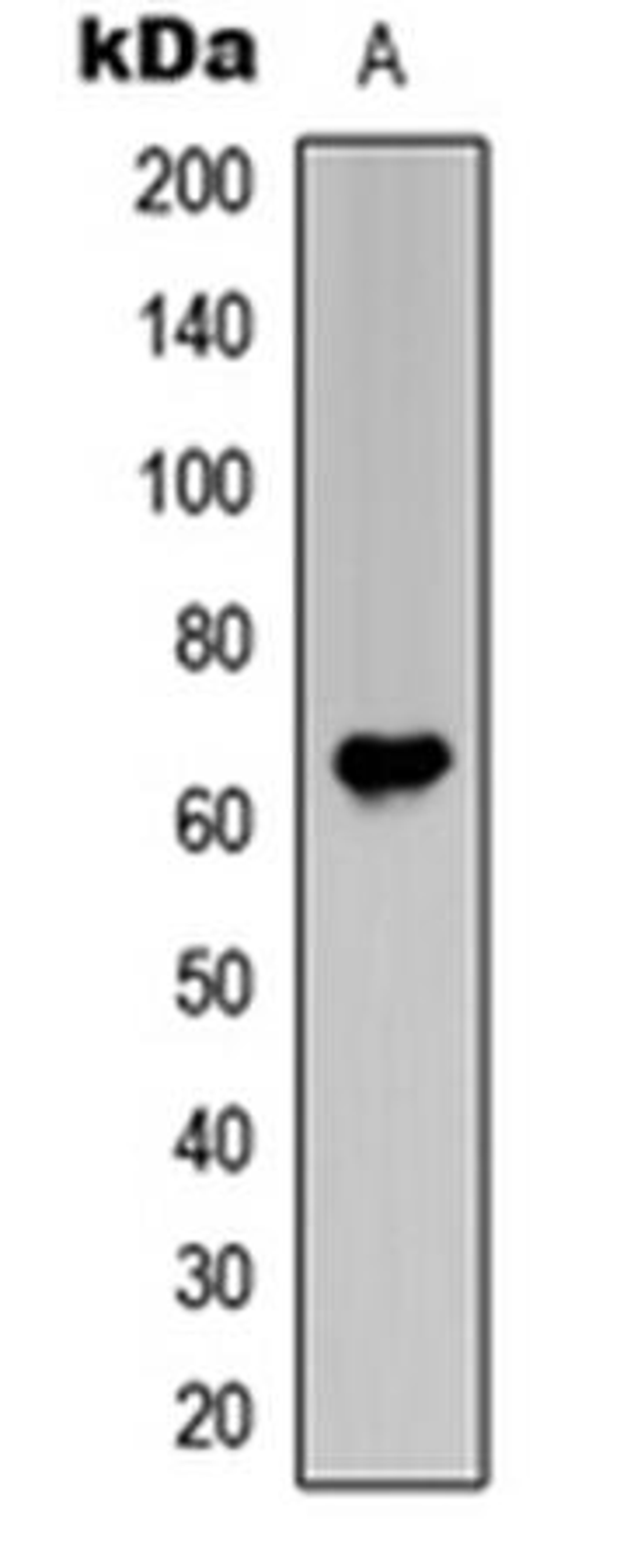 Western blot analysis of HeLa (Lane1) whole cell using Frizzled 1/2/7 antibody