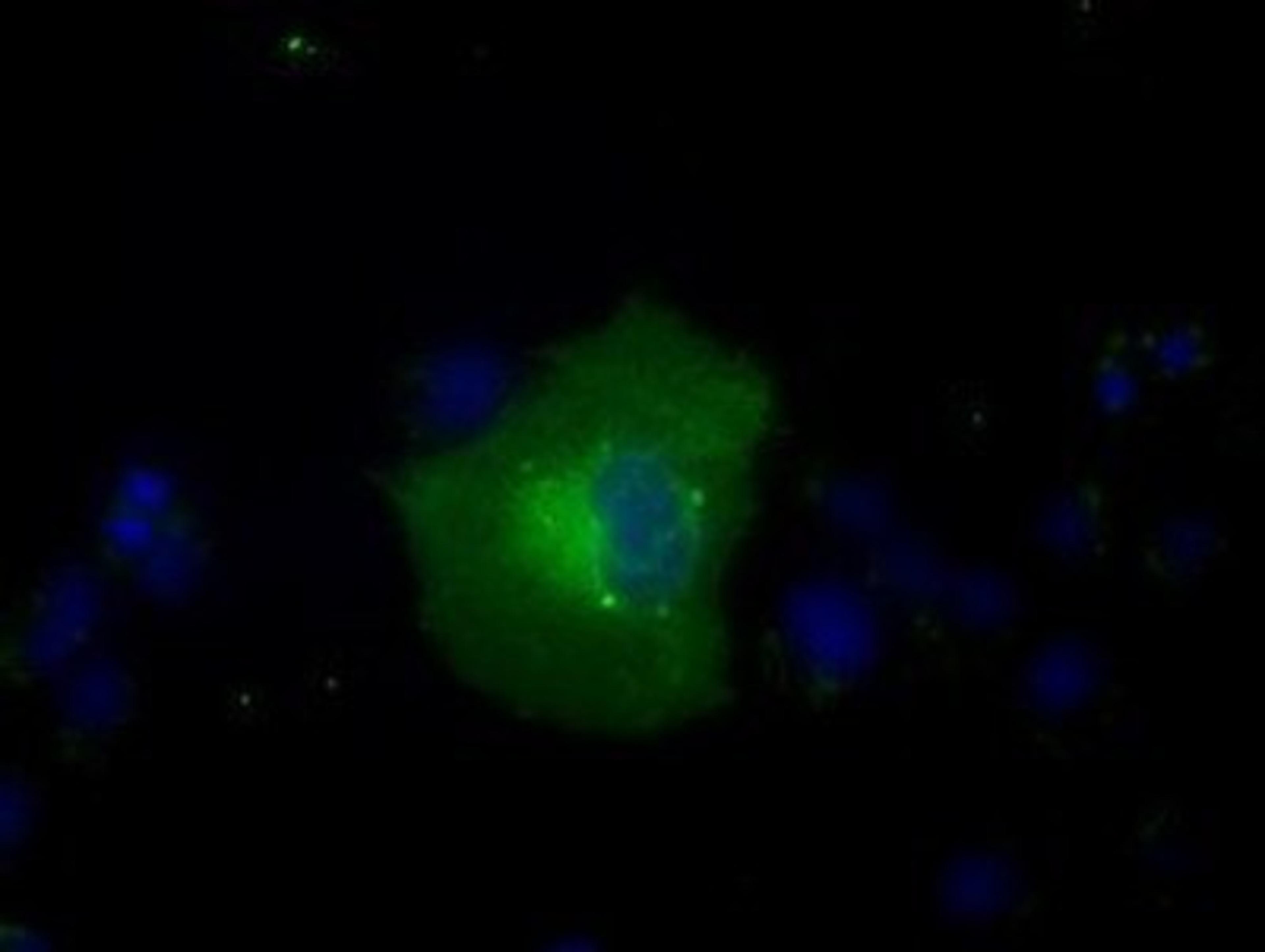 Immunocytochemistry/Immunofluorescence: Glucose 6 phosphate isomerase Antibody (2D2) [NBP2-02541] - Staining of COS7 cells transiently transfected by pCMV6-ENTRY Glucose 6 phosphate isomerase.