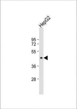 Western Blot at 1:1000 dilution + HepG2 whole cell lysate Lysates/proteins at 20 ug per lane.