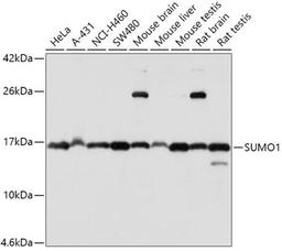 Western blot - SUMO1 antibody (A2130)