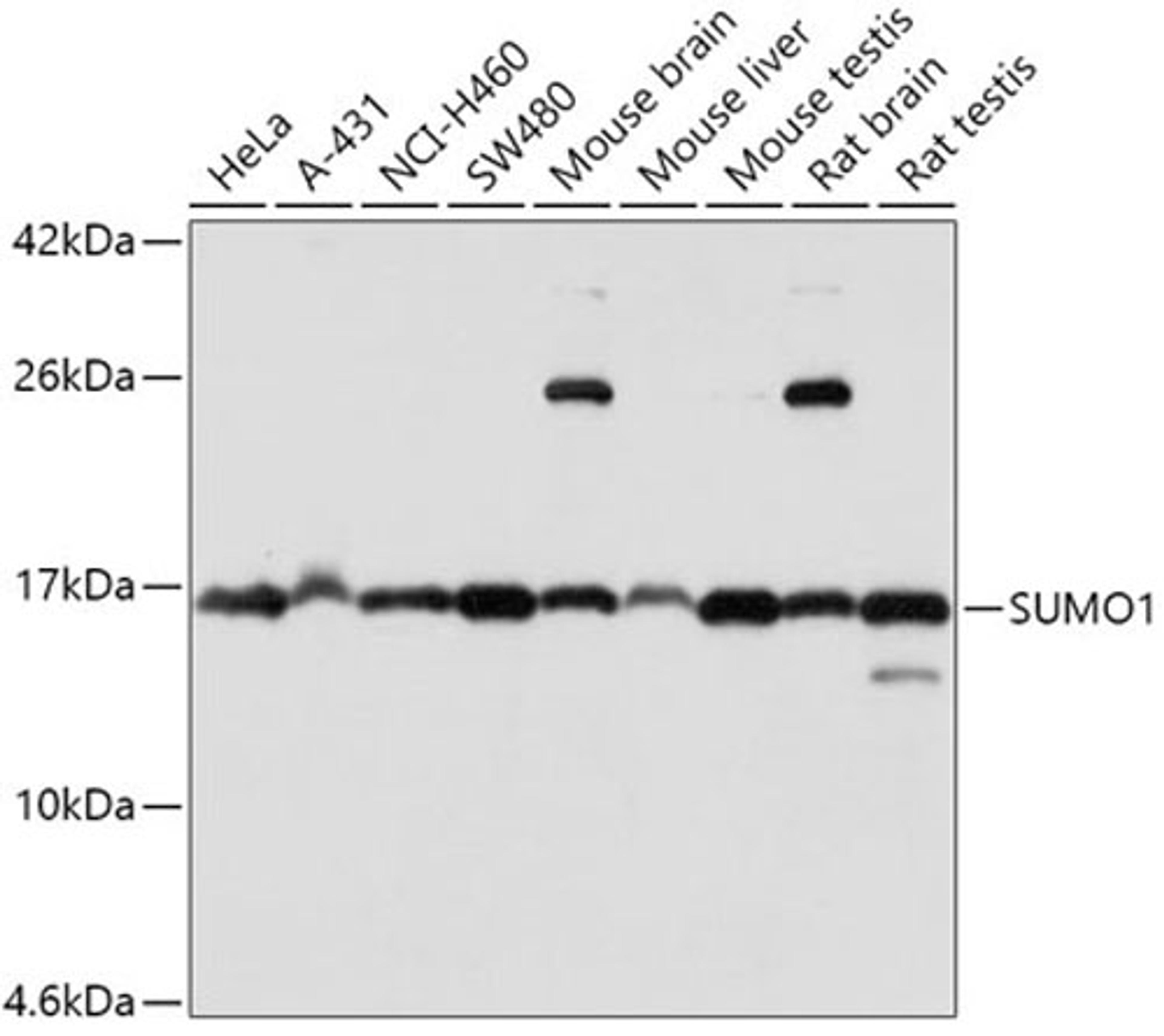 Western blot - SUMO1 antibody (A2130)