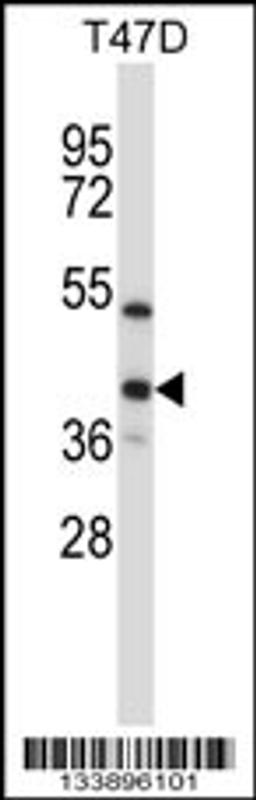 Western blot analysis in T47D cell line lysates (35ug/lane).