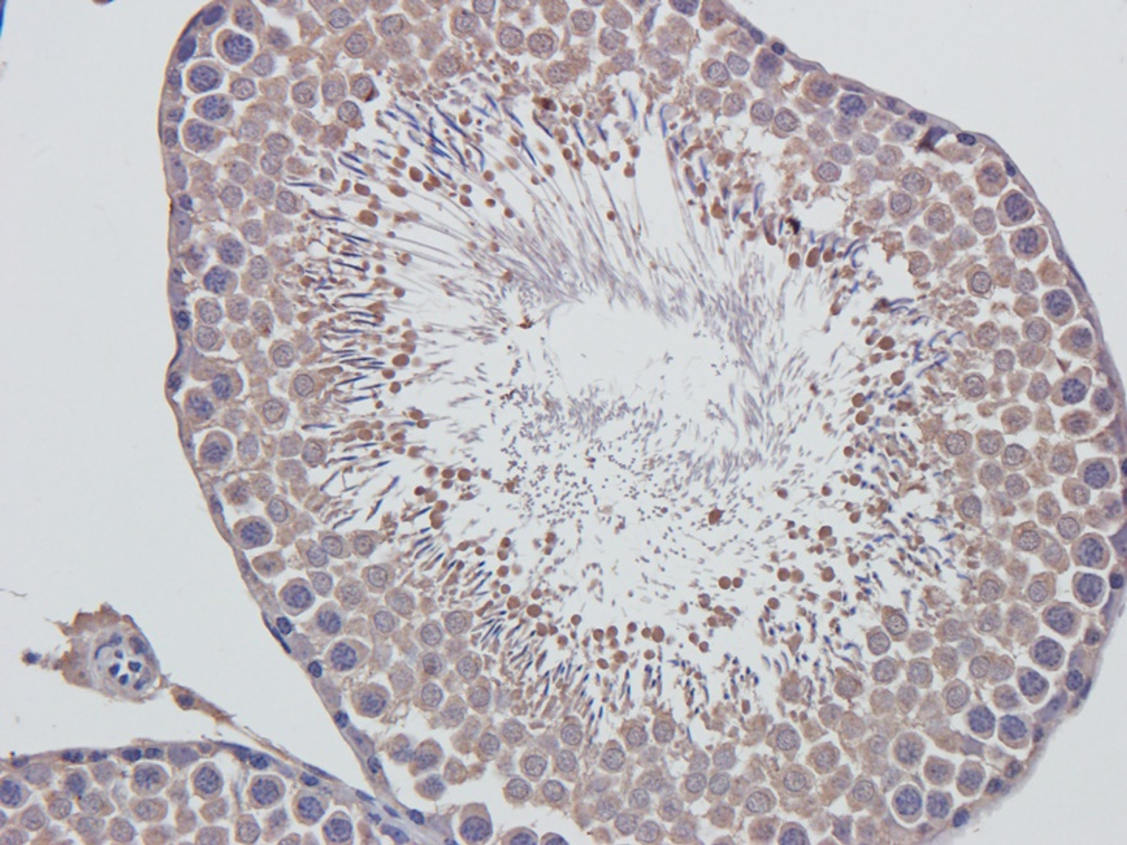 Immunohistochemical staining of rat tetsis tissue using Acrosin antibody (2.5 ug/ml)