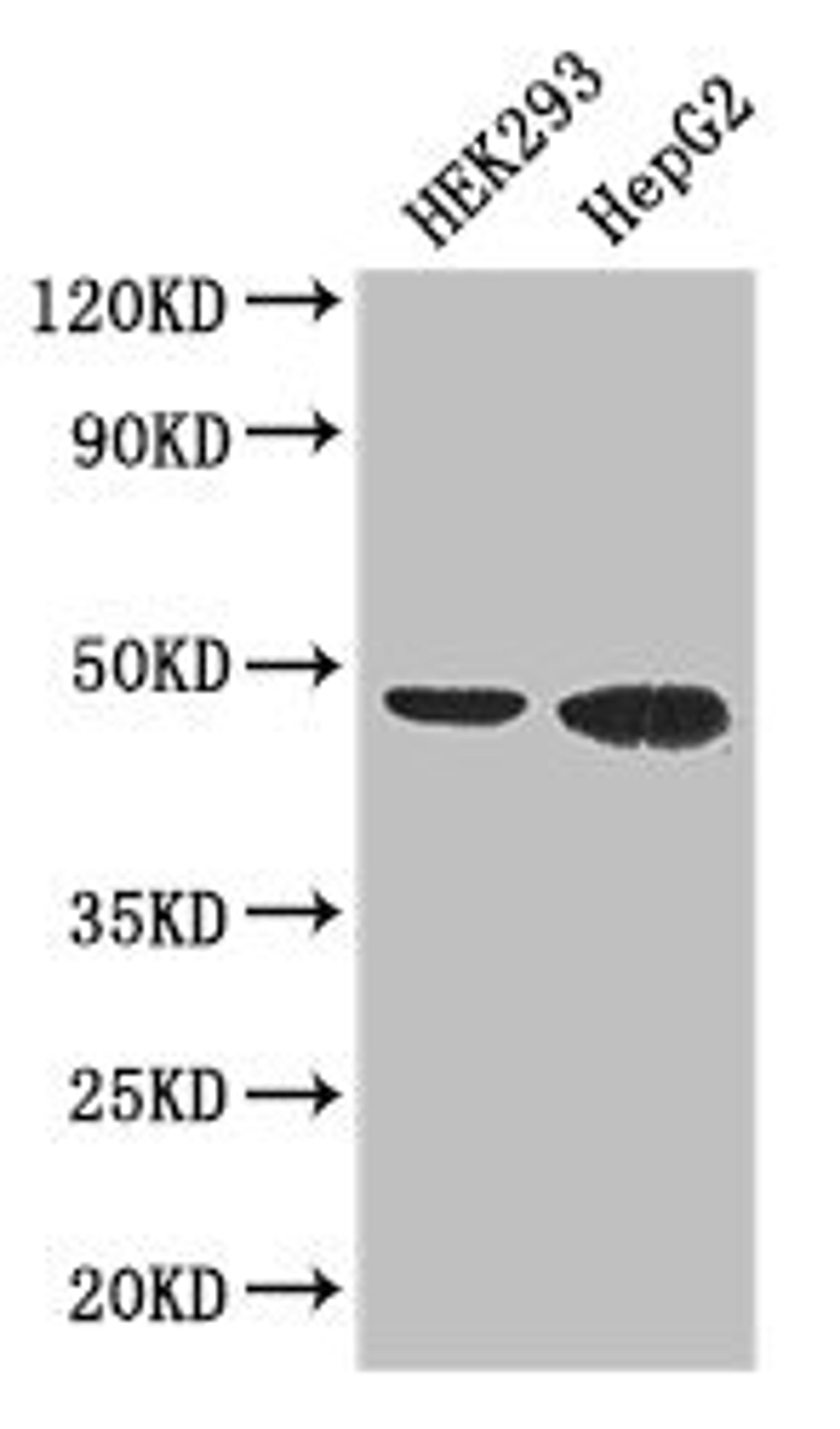 Western Blot. Positive WB detected in: HEK293 whole cell lysate, HepG2 whole cell lysate. All lanes: EBI3 antibody at 3µg/ml. Secondary. Goat polyclonal to rabbit IgG at 1/50000 dilution. Predicted band size: 26 kDa. Observed band size: 48 kDa