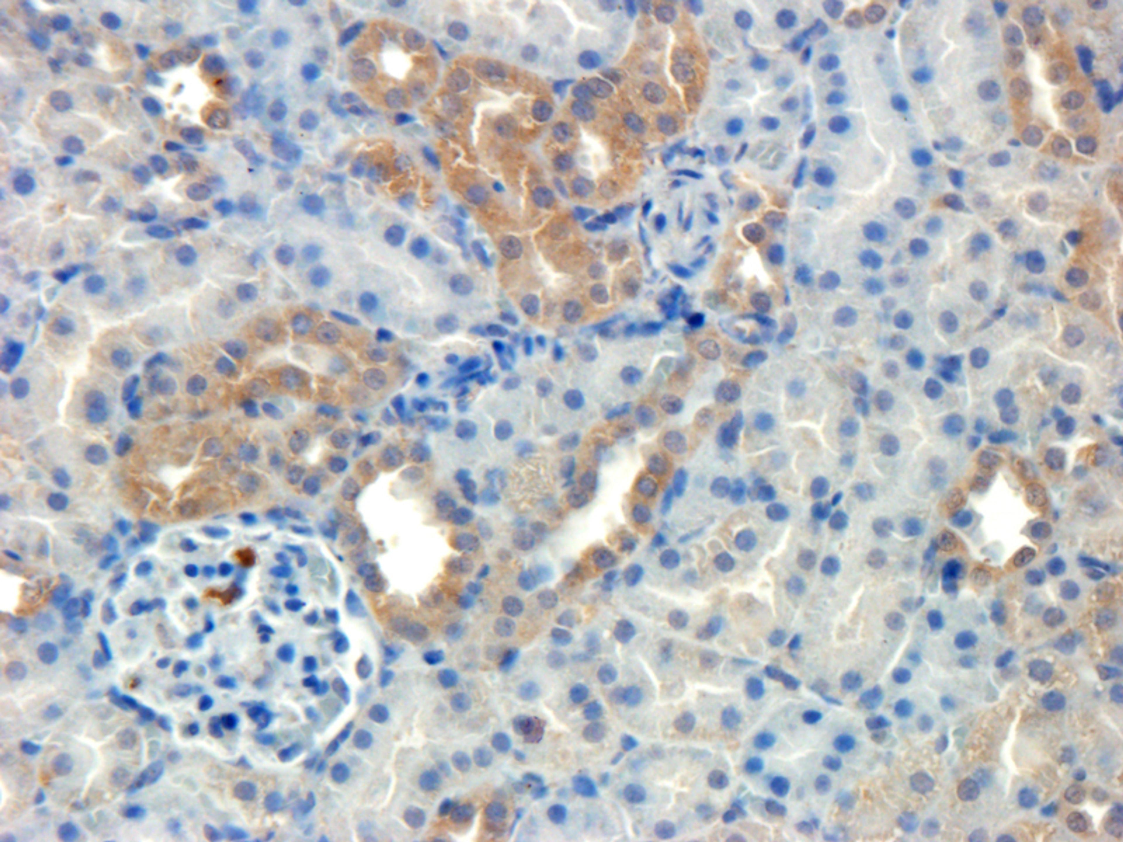 Immunohistochemical staining of rat kidney tissue using anti-HECTD1 (dilution at 1:200)