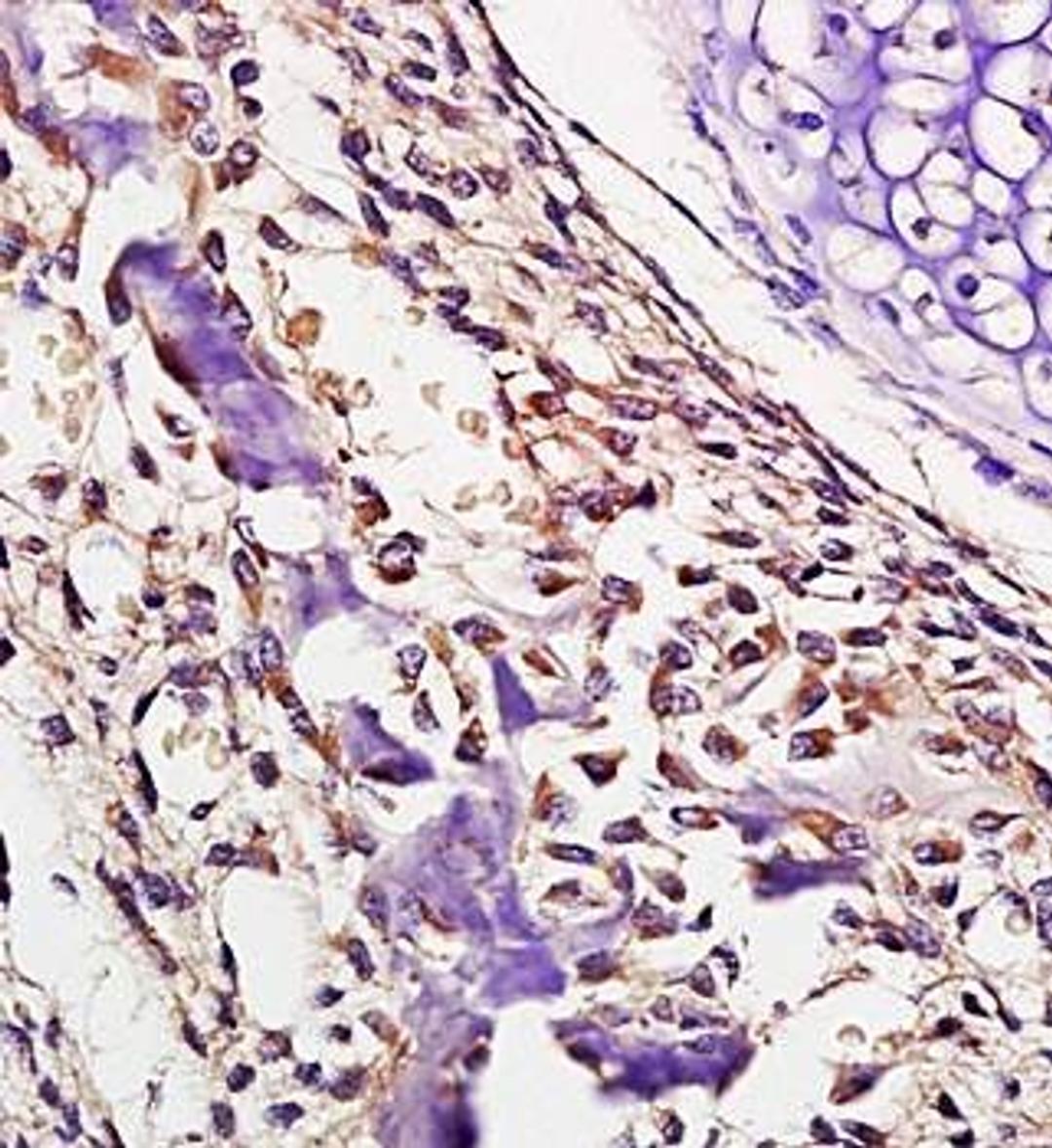 Paraffin-embedded mouse embryo tissue fixed with 4% paraformaldehyde. Antigen retrieval by boiling with citrate buffer. Blocking buffer is goat serum (37 degrees for 20 min.). Fetuin A antibody at 1:200 dilution with overnight incubation at 4 degrees