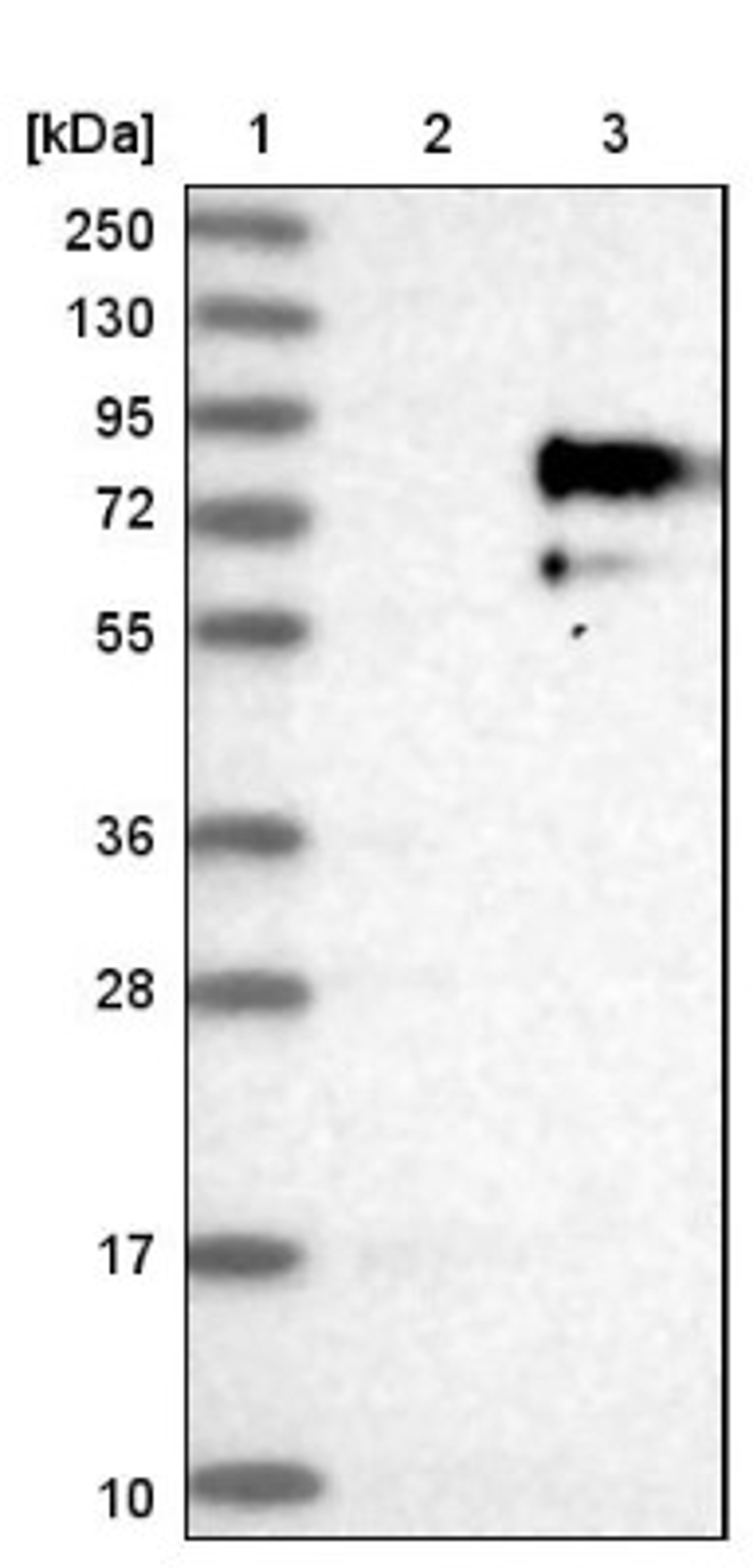 Western Blot: 5T4 Antibody [NBP1-90315] - Lane 1: Marker [kDa] 250, 130, 95, 72, 55, 36, 28, 17, 10<br/>Lane 2: Negative control (vector only transfected HEK293T lysate)<br/>Lane 3: Over-expression lysate (Co-expressed with a C-terminal myc-DDK tag (~3.1 kDa) in mammalian HEK293T cells, LY401995)