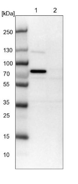 Western Blot: CWF19L1 Antibody [NBP1-83793] - Lane 1: NIH-3T3 cell lysate (Mouse embryonic fibroblast cells)<br/>Lane 2: NBT-II cell lysate (Rat Wistar bladder tumour cells)