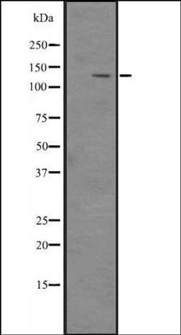 Western blot analysis of Hela cell lysate using ITGA1 antibody