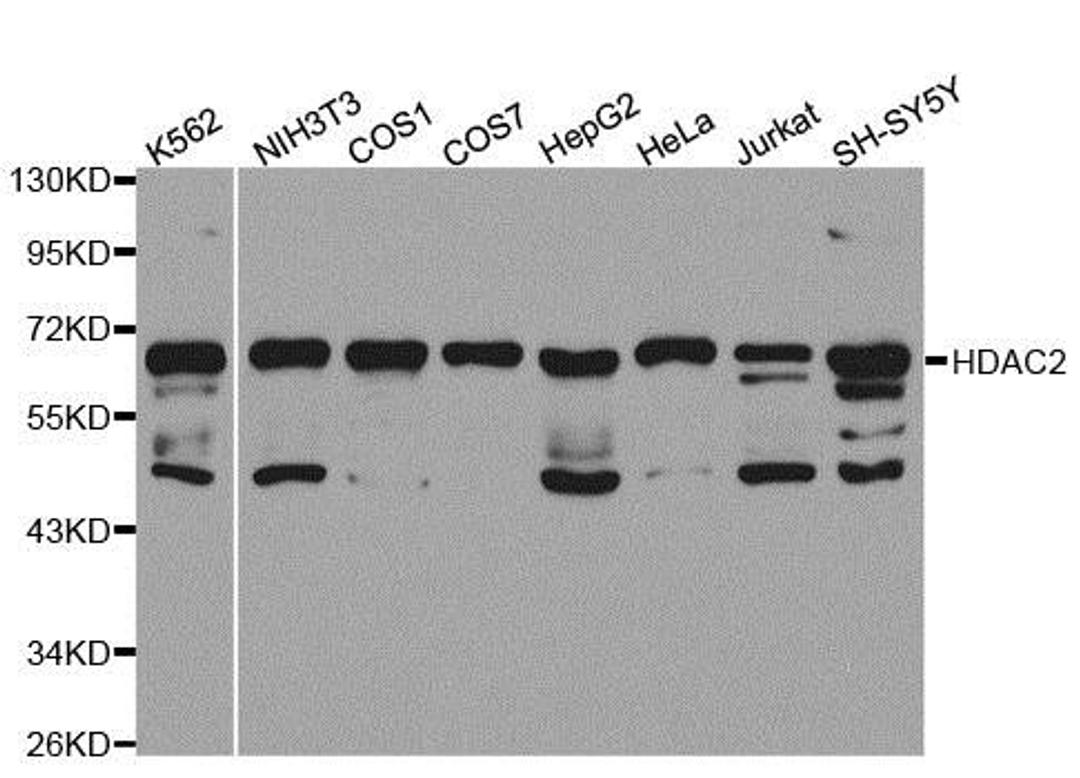 Western blot analysis of extracts of various cell lines using HDAC2 antibody