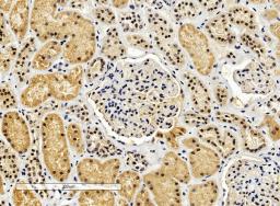 46-653 (4ug/ml) staining of paraffin embedded Human Kidney. Microwaved antigen retrieval with Tris/EDTA buffer pH9, HRP-staining.