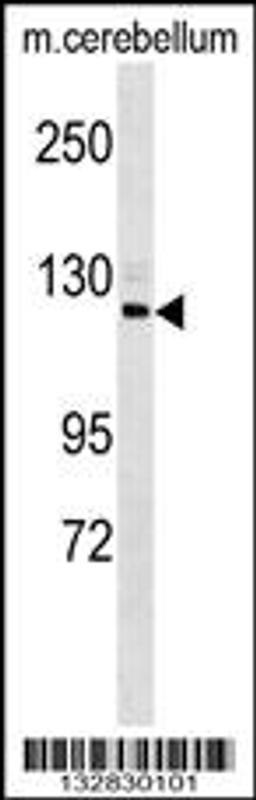 Western blot analysis in mouse cerebellum tissue lysates (35ug/lane).