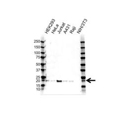 Western blot analysis of whole cell lysates probed with BID antibody