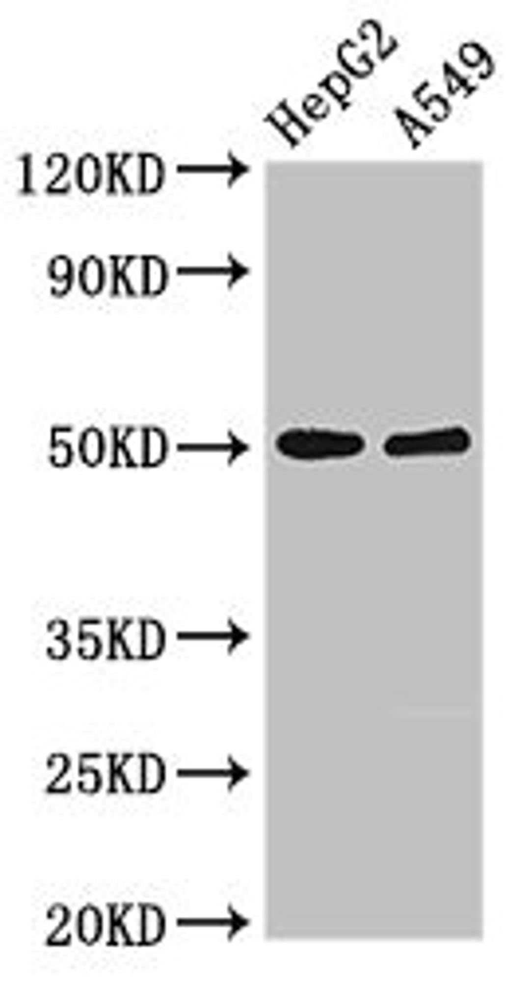 Western Blot. Positive WB detected in: HepG2 whole cell lysate, A549 whole cell lysate. All lanes: KIR3DL1 antibody at 2.5ug/ml. Secondary. Goat polyclonal to rabbit IgG at 1/50000 dilution. Predicted band size: 50, 39 kDa. Observed band size: 50 kDa.