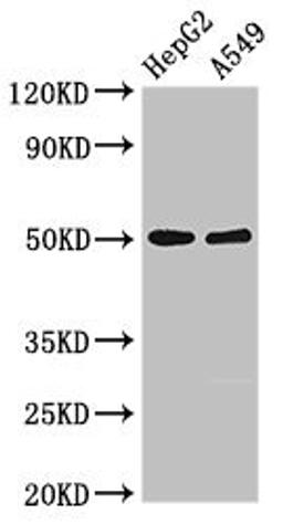 Western Blot. Positive WB detected in: HepG2 whole cell lysate, A549 whole cell lysate. All lanes: KIR3DL1 antibody at 2.5ug/ml. Secondary. Goat polyclonal to rabbit IgG at 1/50000 dilution. Predicted band size: 50, 39 kDa. Observed band size: 50 kDa.