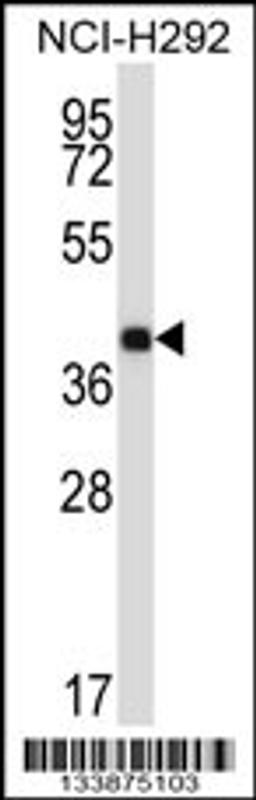 Western blot analysis in NCI-H292 cell line lysates (35ug/lane).