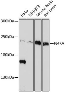 Western blot - PI4KA antibody (A19329)