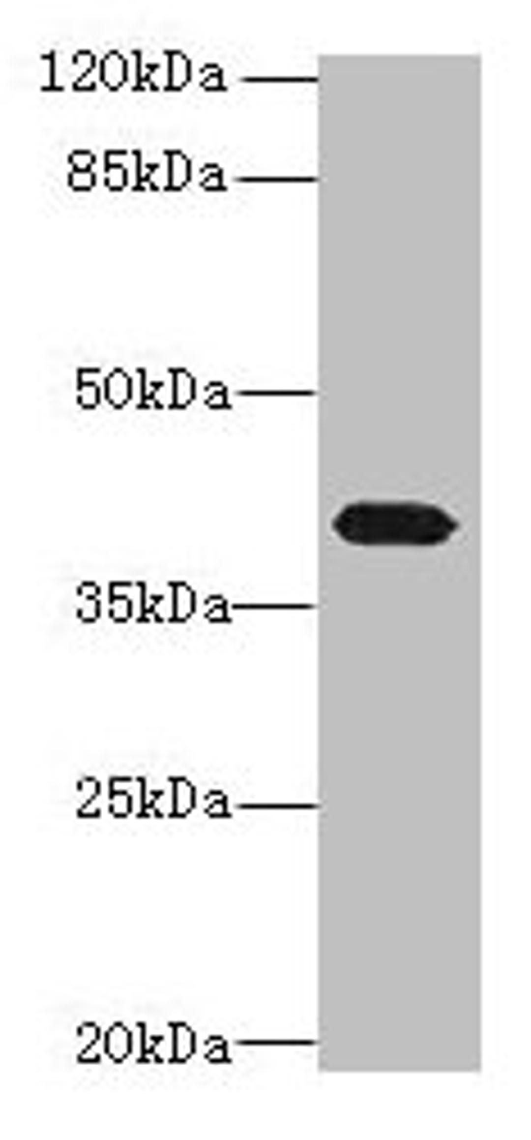 Western blot. All lanes: PTAFR antibody at 4µg/ml + Mouse lung tissue. Secondary. Goat polyclonal to rabbit IgG at 1/10000 dilution. Predicted band size: 40 kDa. Observed band size: 40 kDa