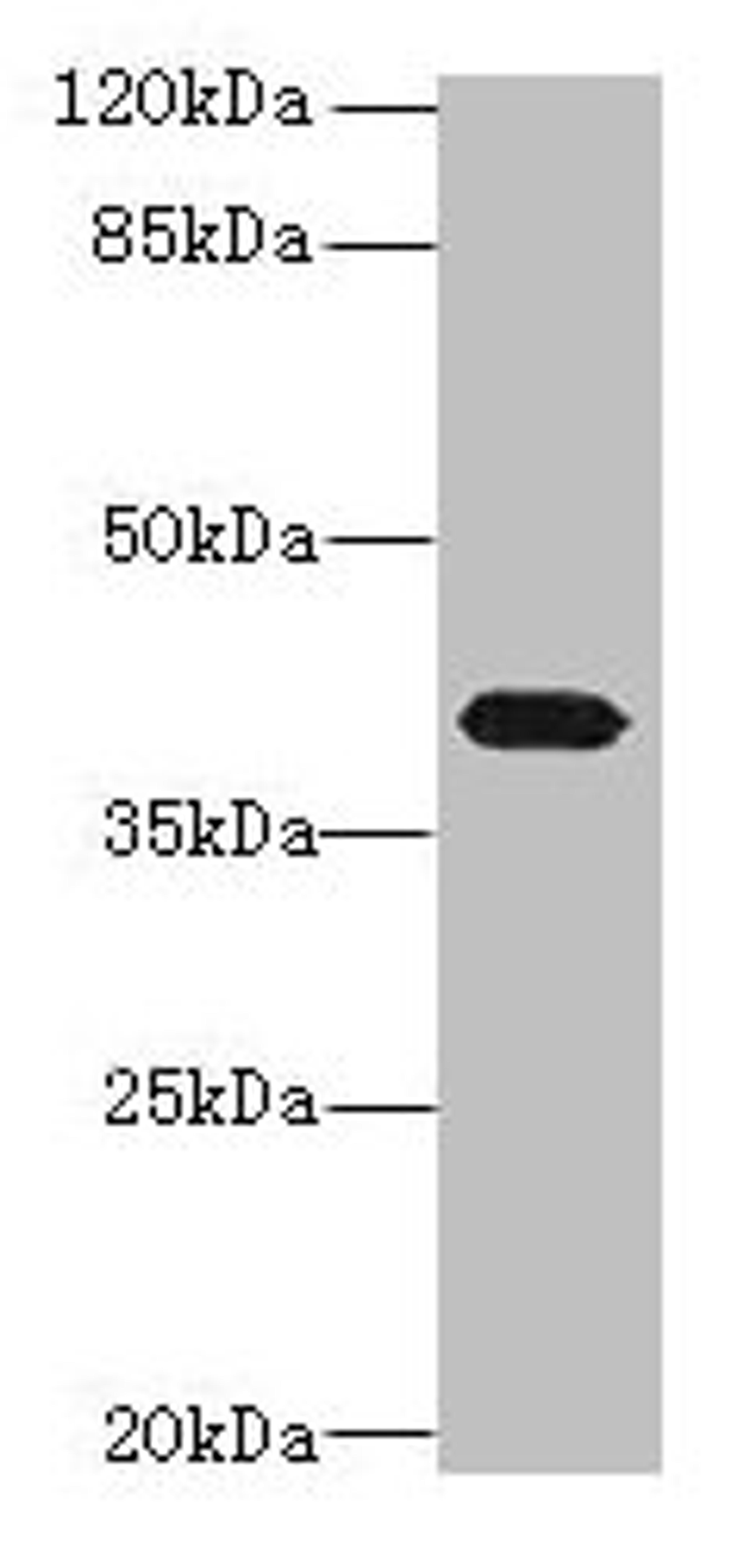 Western blot. All lanes: PTAFR antibody at 4µg/ml + Mouse lung tissue. Secondary. Goat polyclonal to rabbit IgG at 1/10000 dilution. Predicted band size: 40 kDa. Observed band size: 40 kDa