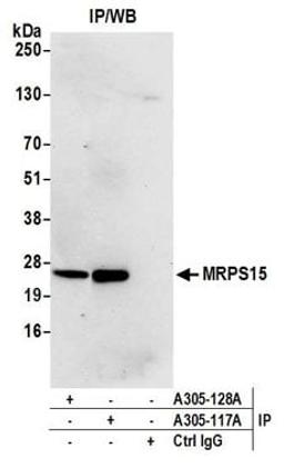 Detection of human MRPS15 by western blot of immunoprecipitates.