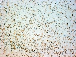 46-534 (4ug/ml) staining of paraffin embedded Human Brain Stem. Steamed antigen retrieval with citrate buffer pH 6, HRP-staining.