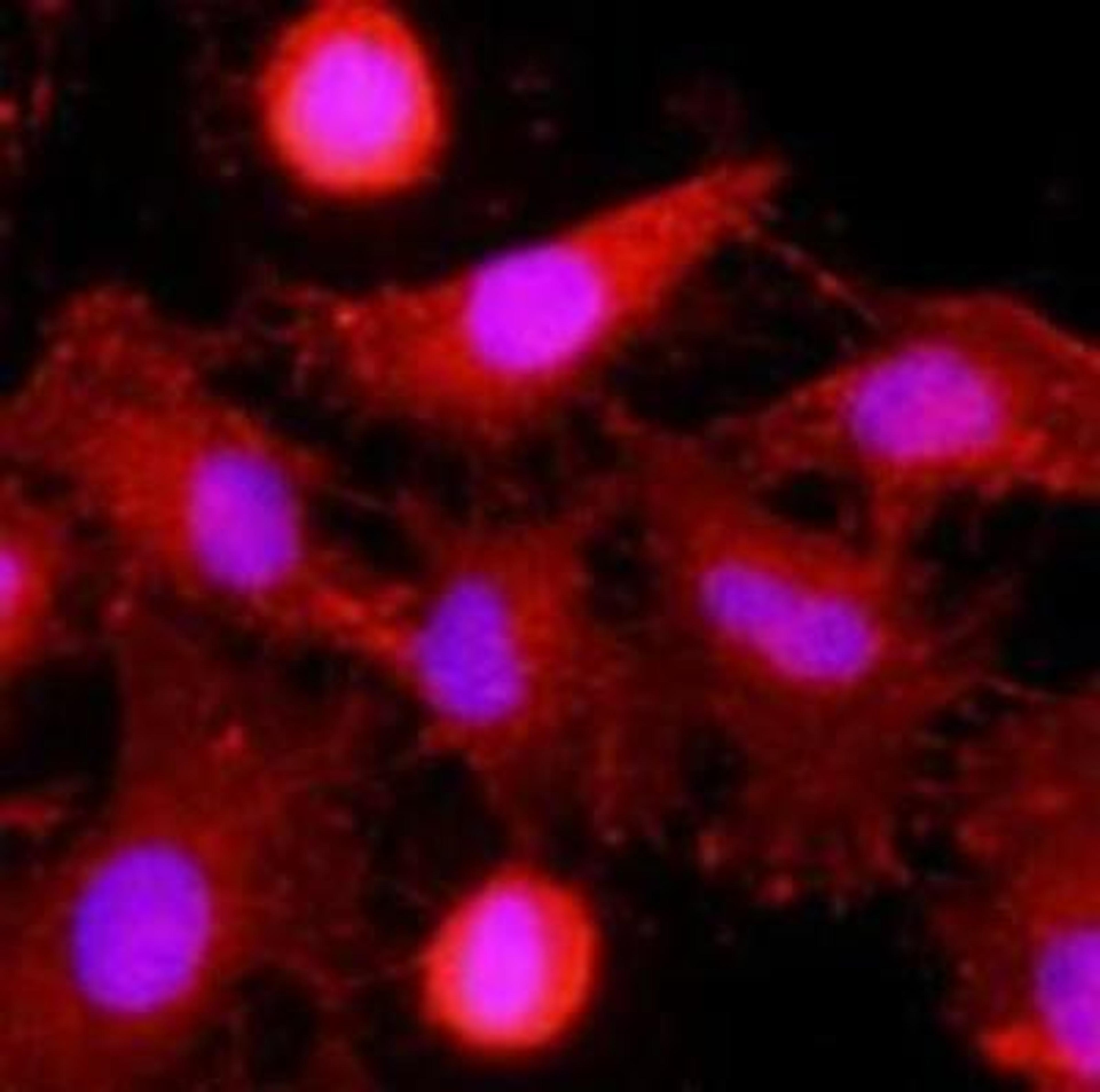 Immunocytochemistry/Immunofluorescence: CLEC4E Antibody (16E3) [NBP1-49311] - HeLa cells stained with monoclonal anti-human MINCLE antibody (1:500) with Texas Red (Red). Nucleus was stained by Hoechst 33342 (Blue).