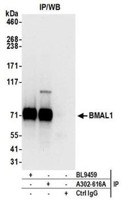 Detection of human BMAL1 by western blot of immunoprecipitates.