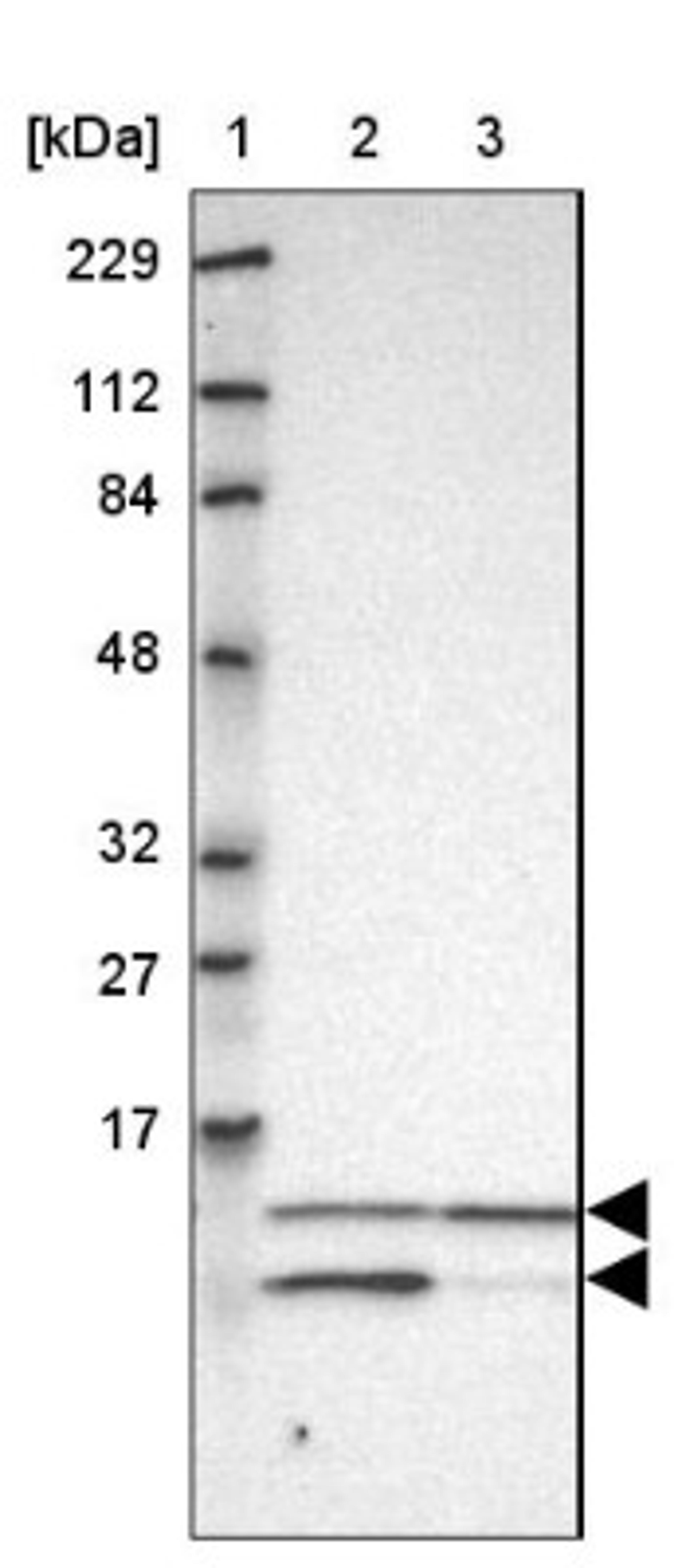 Western Blot: COX6B1 Antibody [NBP1-85497] - Lane 1: Marker [kDa] 229, 112, 84, 48, 32, 27, 17<br/>Lane 2: Human cell line RT-4<br/>Lane 3: Human cell line U-251MG sp