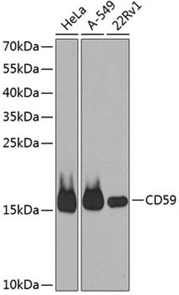 Western blot - CD59 antibody (A12412)