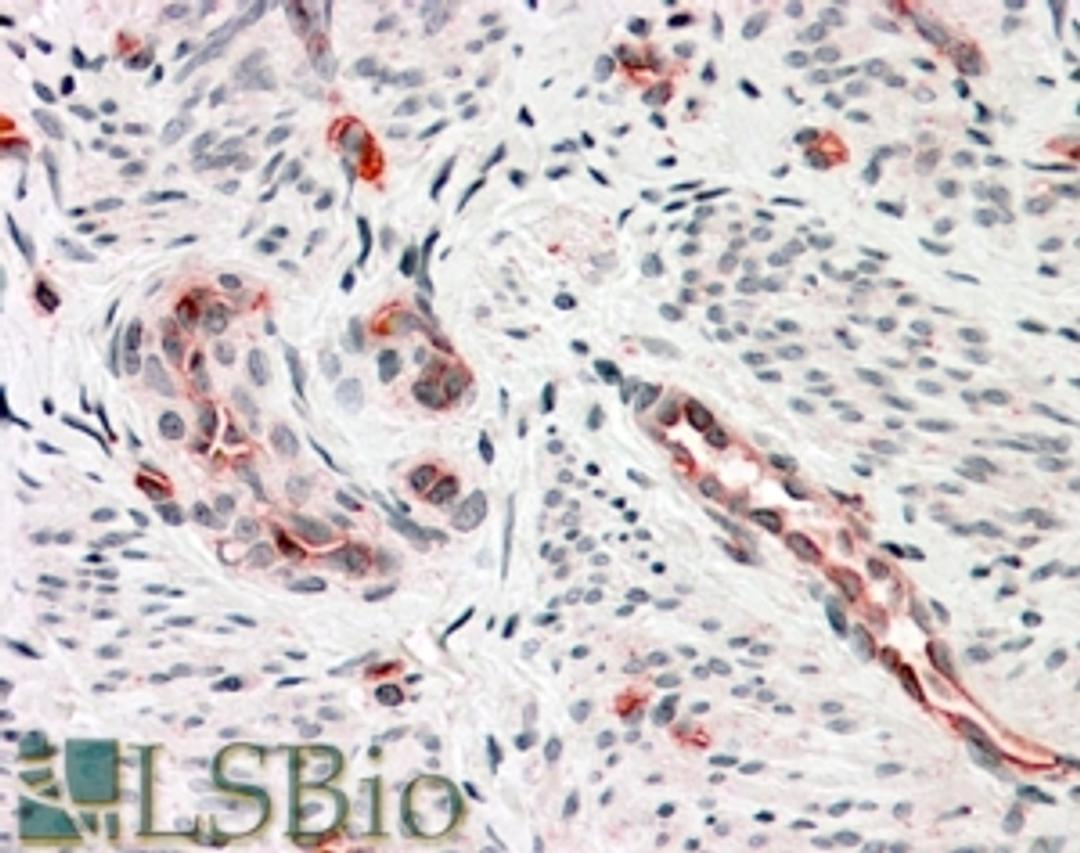 46-301 (3.8ug/ml) staining of paraffin embedded Human Uterus. Steamed antigen retrieval with citrate buffer pH 6, AP-staining.