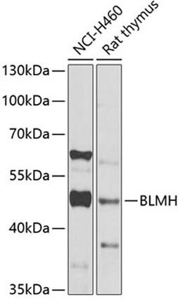 Western blot - BLMH Antibody (A6535)