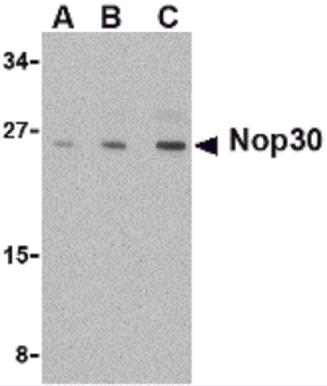 Western blot analysis of Nop30 in mouse muscle tissue lysate with Nop30 antibody at (A) 0.5, (B) 1 and (C) 2 μg/mL.