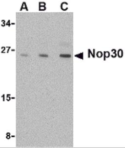 Western blot analysis of Nop30 in mouse muscle tissue lysate with Nop30 antibody at (A) 0.5, (B) 1 and (C) 2 μg/mL.