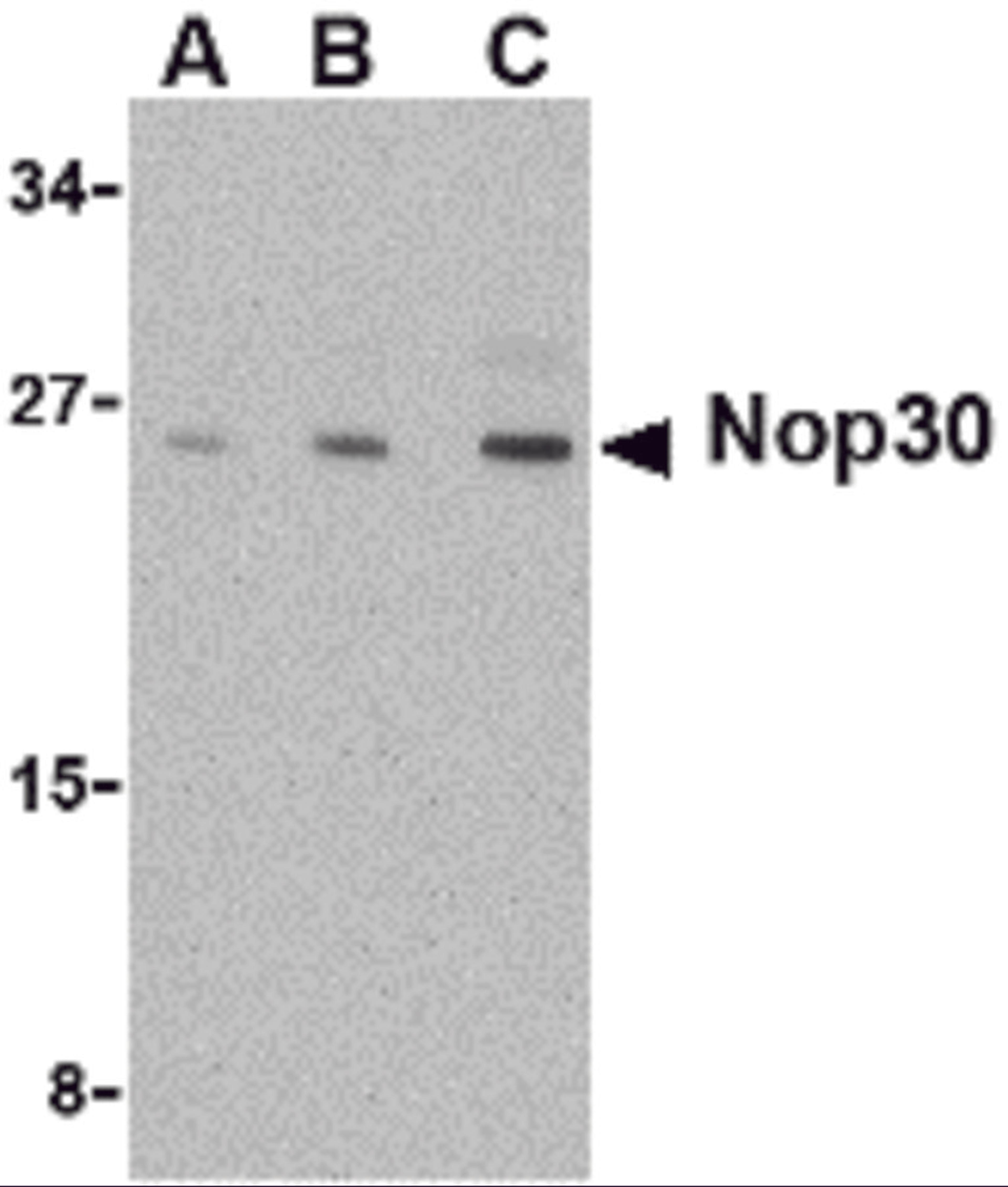 Western blot analysis of Nop30 in mouse muscle tissue lysate with Nop30 antibody at (A) 0.5, (B) 1 and (C) 2 μg/mL.
