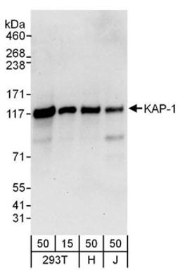 Detection of human KAP-1 by western blot.