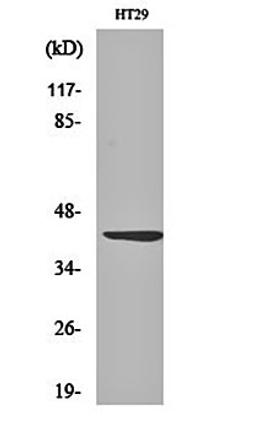 Western blot analysis of HT29 cell lysates using Wnt-1 antibody