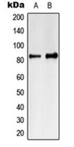 Western blot analysis of Jurkat (Lane 1), K562 (Lane 2) whole cell lysates using MARK4 antibody