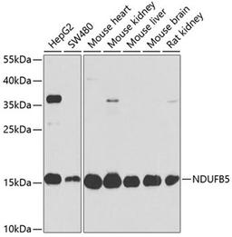 Western blot - NDUFB5 antibody (A14752)