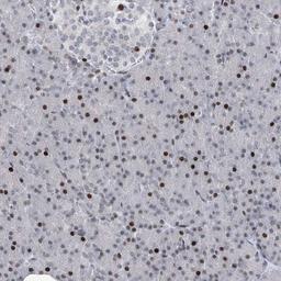 Immunohistochemistry-Paraffin: RFX7 Antibody [NBP1-83705] - Staining of human pancreas shows strong nuclear positivity in a fraction of cells.