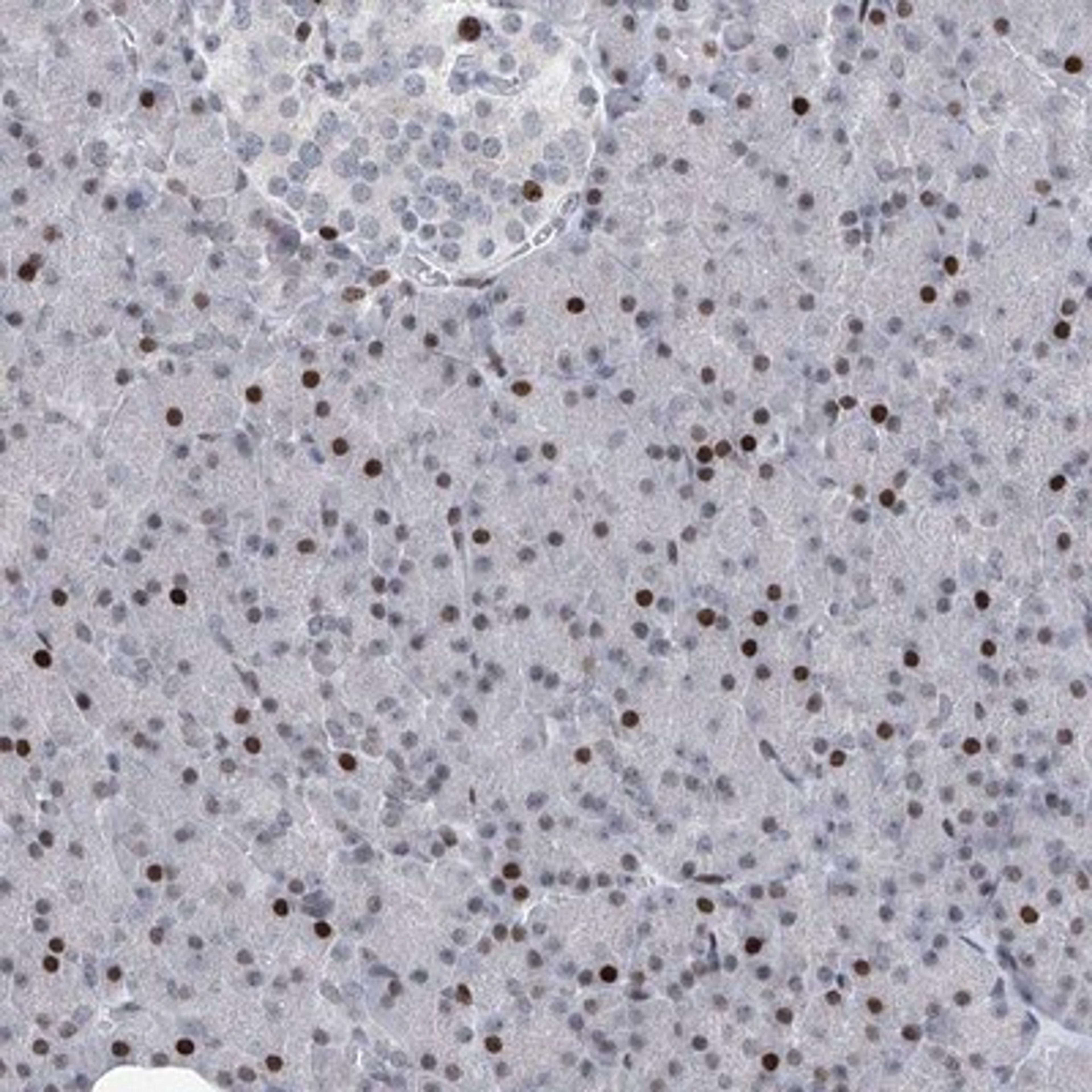 Immunohistochemistry-Paraffin: RFX7 Antibody [NBP1-83705] - Staining of human pancreas shows strong nuclear positivity in a fraction of cells.